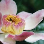 Princeville Botanical Gardens