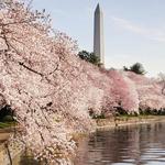 Tidal Basin