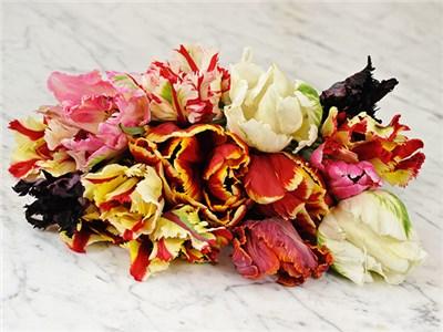 PRE-ORDER for 2019 Parrot Tulip Mix (25 Bulbs)