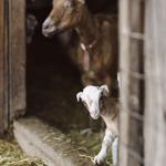 Toluma Farms & Tomales Farmstead Creamery