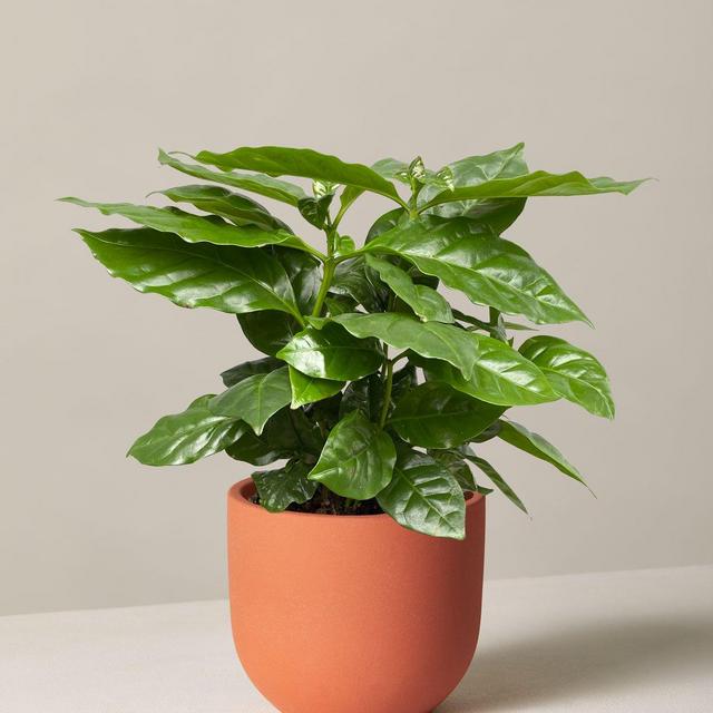 Coffee Plant