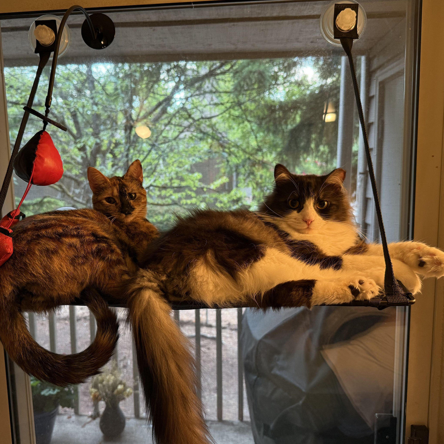 These are our cats Rowan and Hagrid! They make our life so much better, and are absolute best friends. Be sure to look out for signs of them on the big day!
