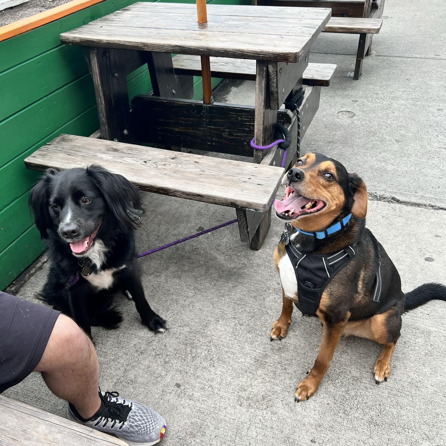 Oakley and Darwin go to Johnny Mac’s
