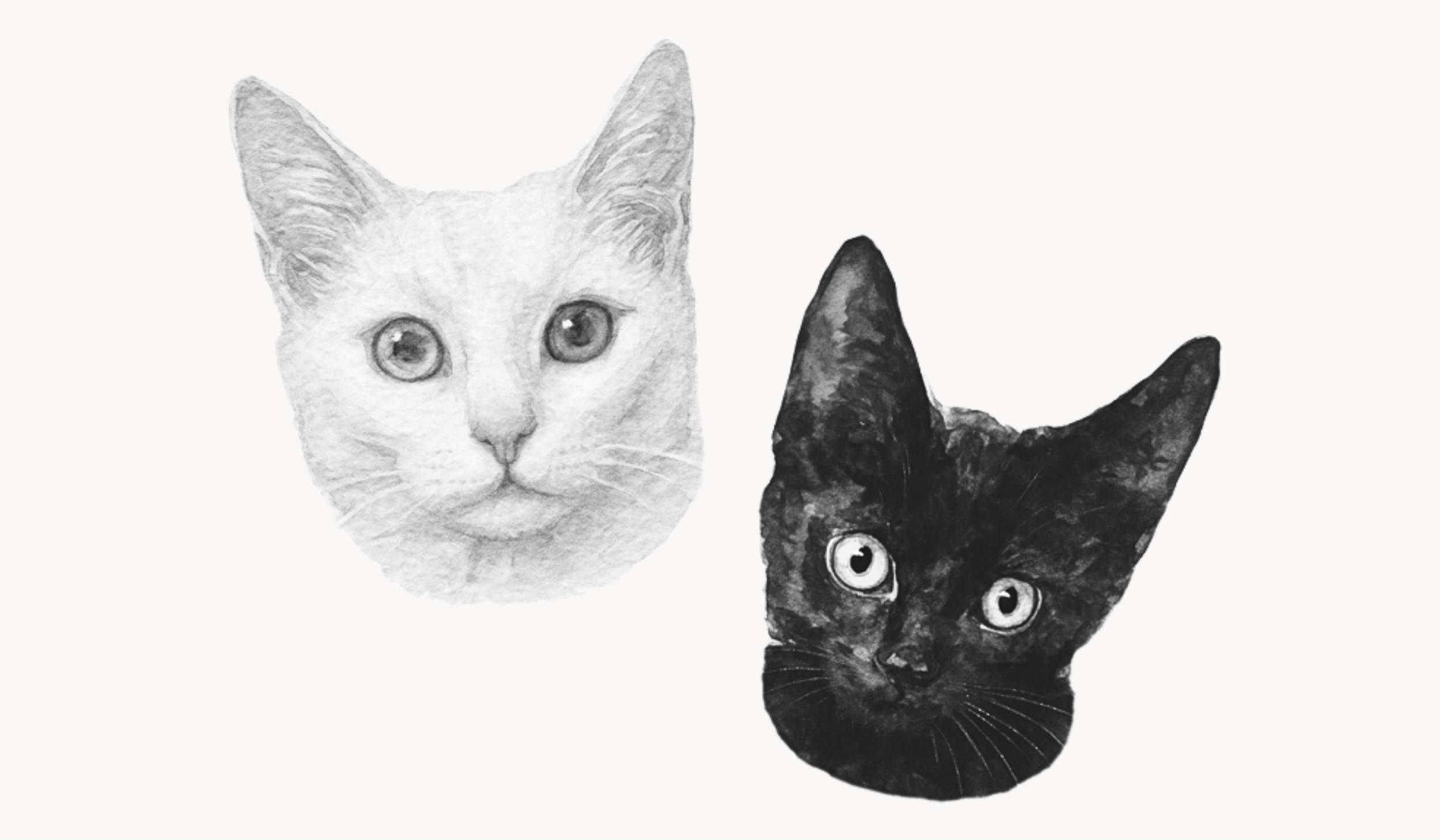 The Wedding Website of Christopher Lutz and Nicole Eppolito