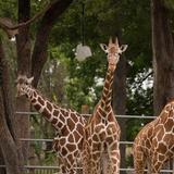Topeka Zoo