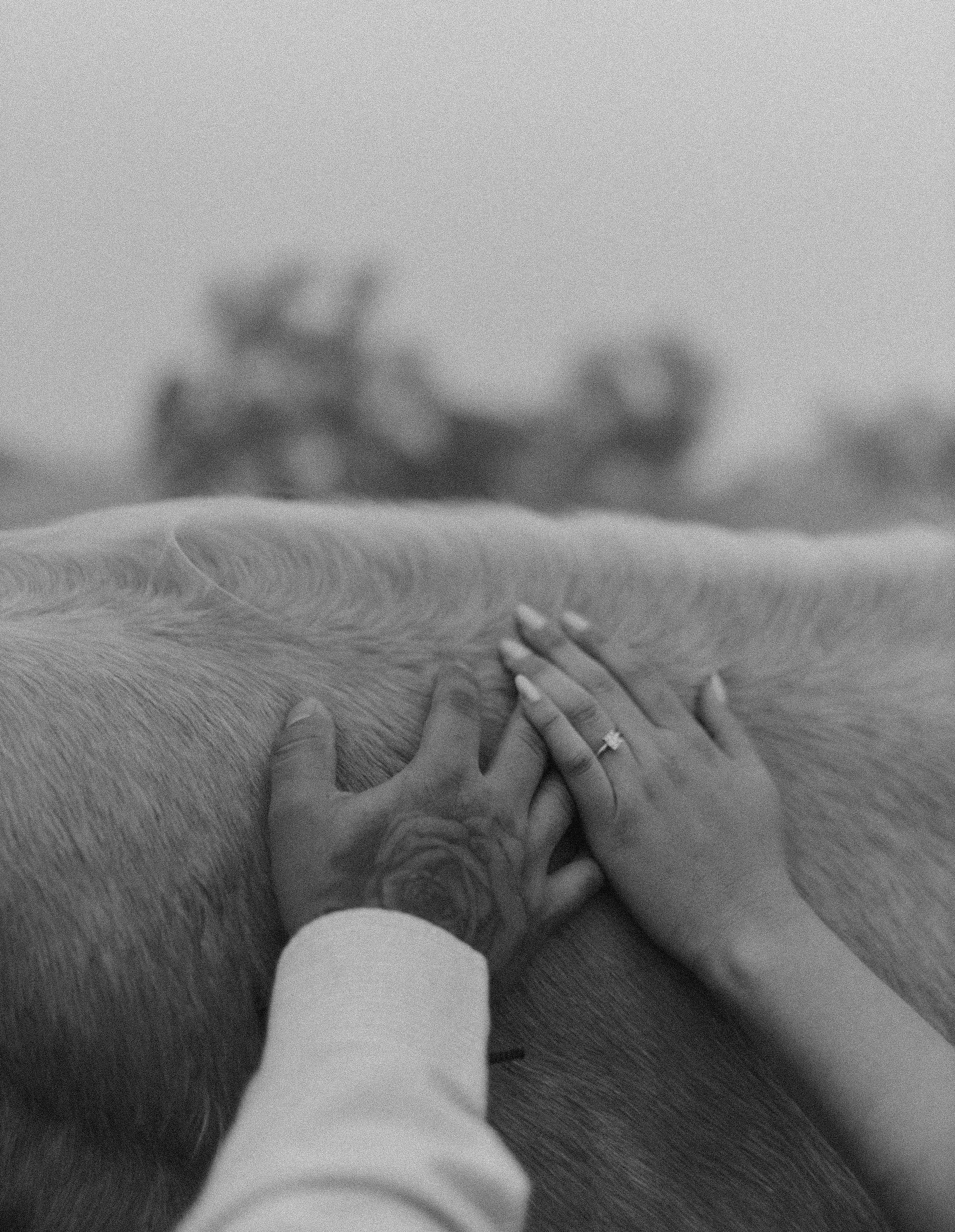 The Wedding Website of Krystale Gutierrez and David Rangel