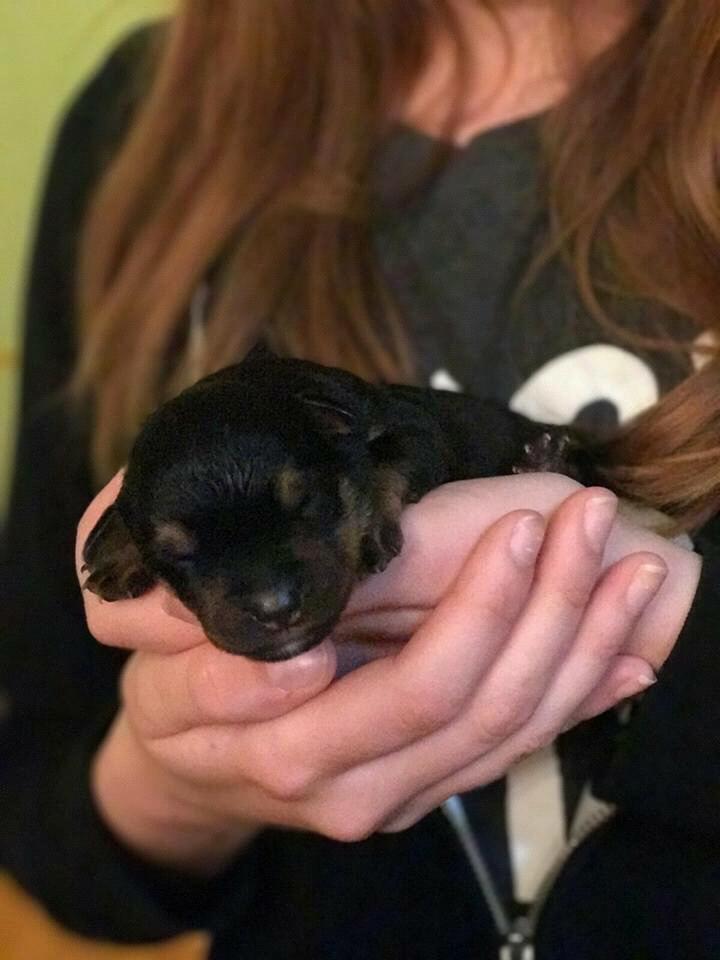 Our baby as a week old puppy