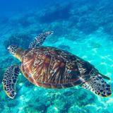 Akumal -Snorkeling with Turtles
