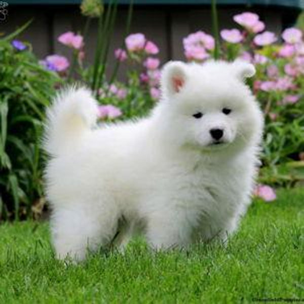 Our Samoyed Fund