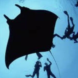 Night Snorkeling with Manta Rays