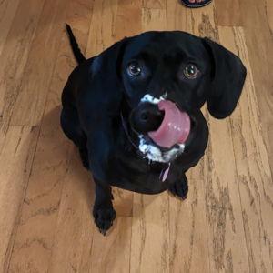 Year's Supply Of Pet Treats