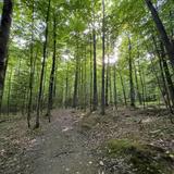 Kirchner Woods