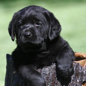 Our First Pet