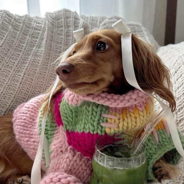 Merliah (nossa dachshund 🥹)
