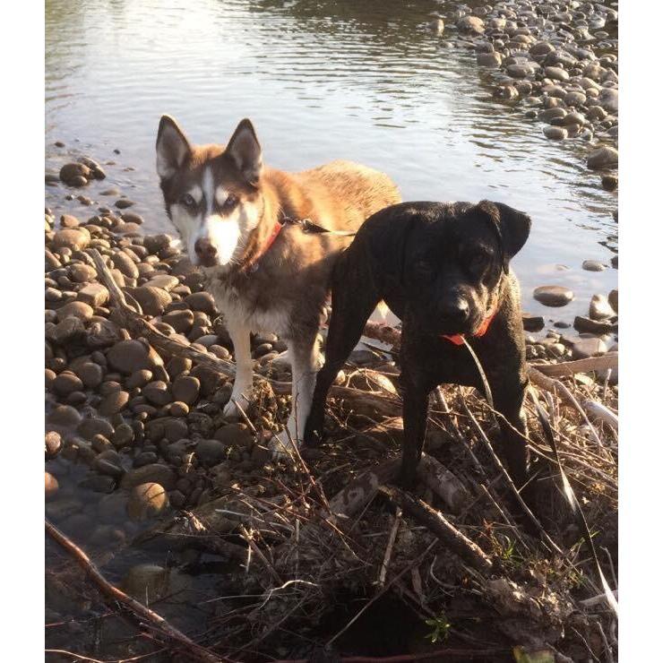 Nova aka the dog of honor and Sammy aka the best boy!