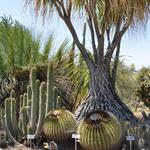 Ucr Botanic Gardens Road