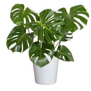 Plantas de Interior