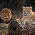 Memphis Zoo