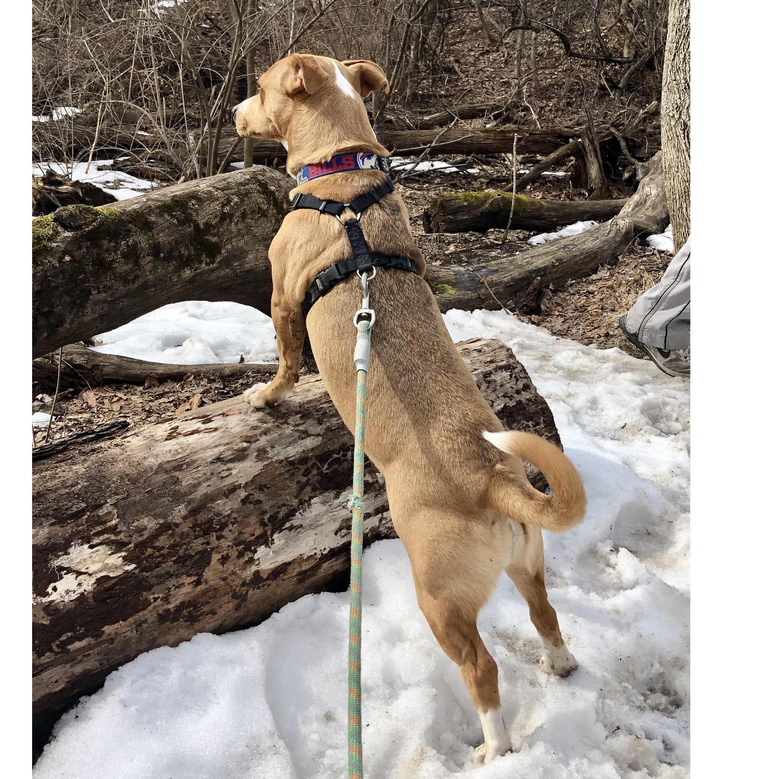 That’s one looooong doooog.