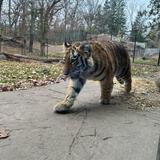 Como Park Zoo & Conservatory