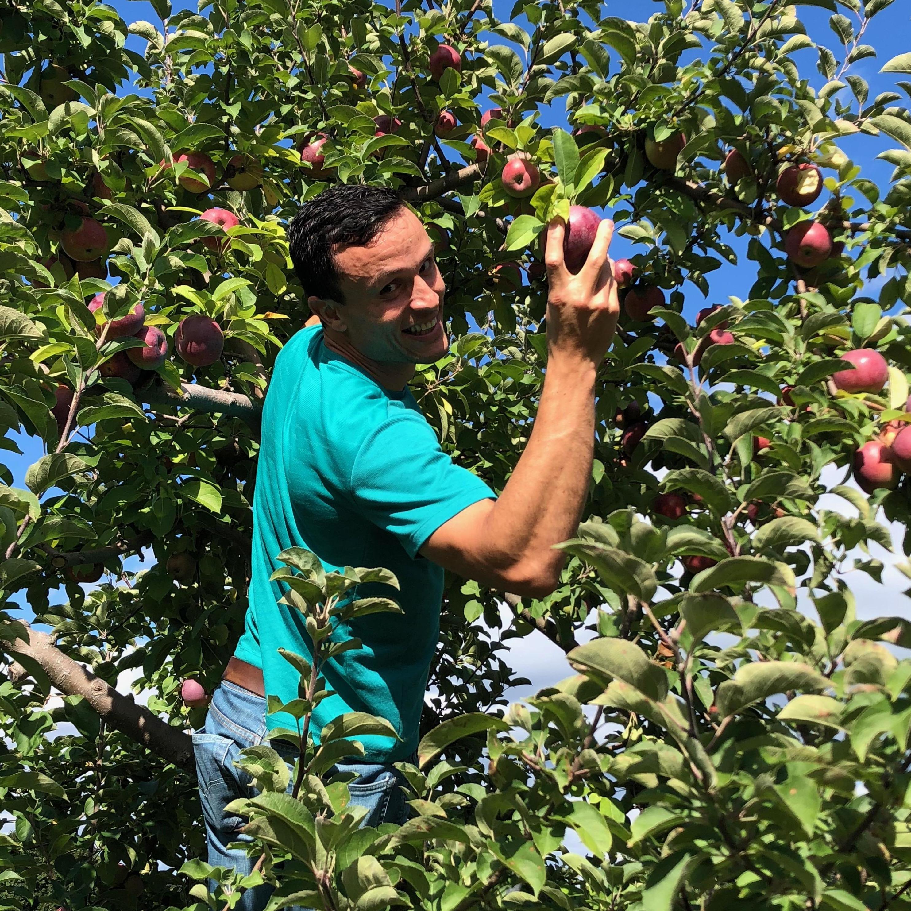 Apple picking