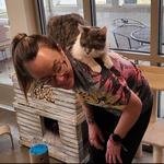 Cat Cafe - Kokomo Humane Society