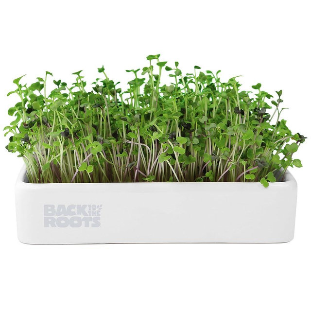 Back to the Roots Organic Microgreens Grow Kit with Ceramic Planter, Expandable Soil, Organic Seeds, and Germination Lid