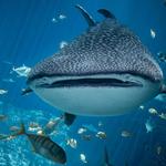Georgia Aquarium