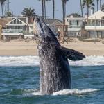 Whale Watching