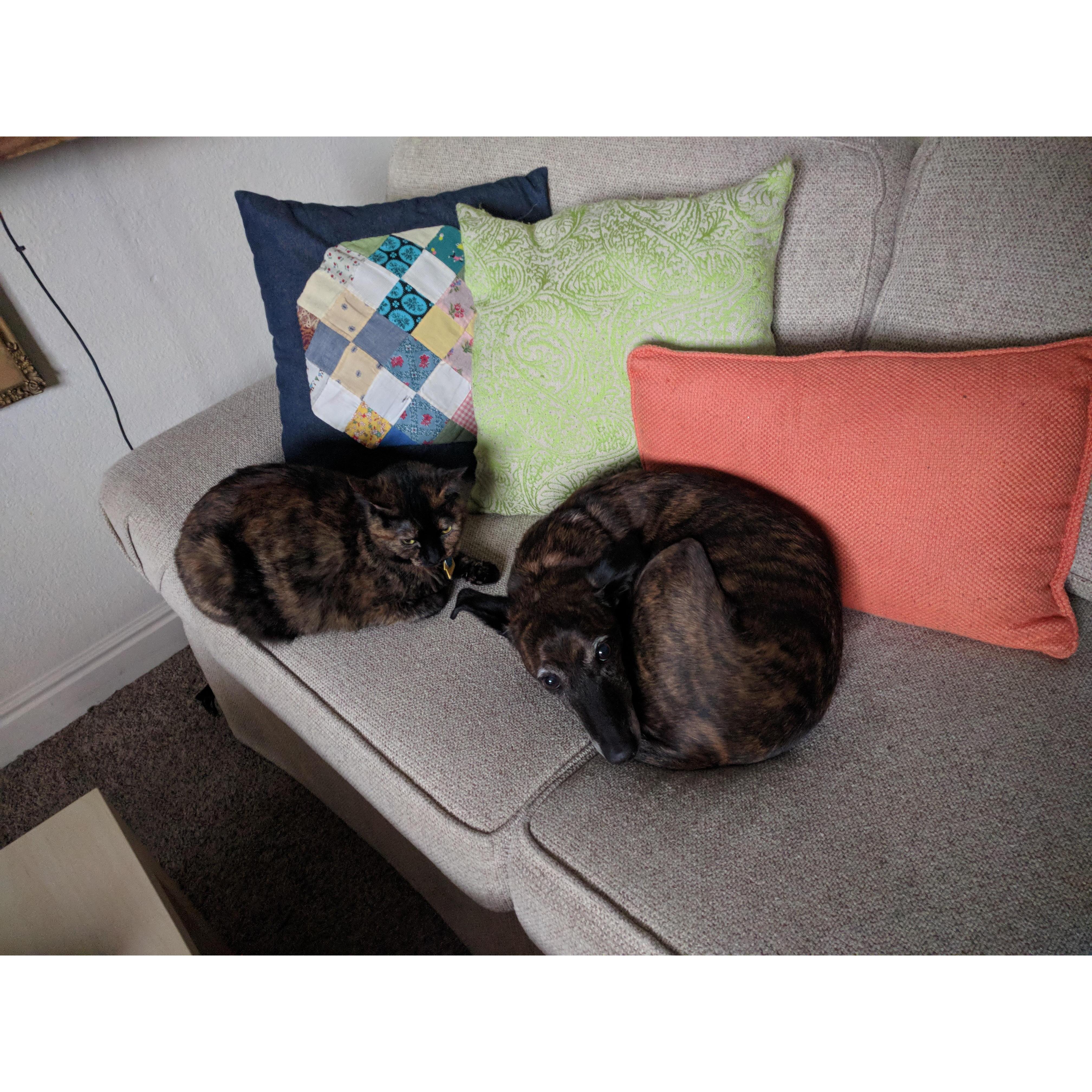 Anna and Dan have matching animals. Madeline the Feline and Lucky.