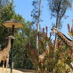 San Diego Zoo Safari Park