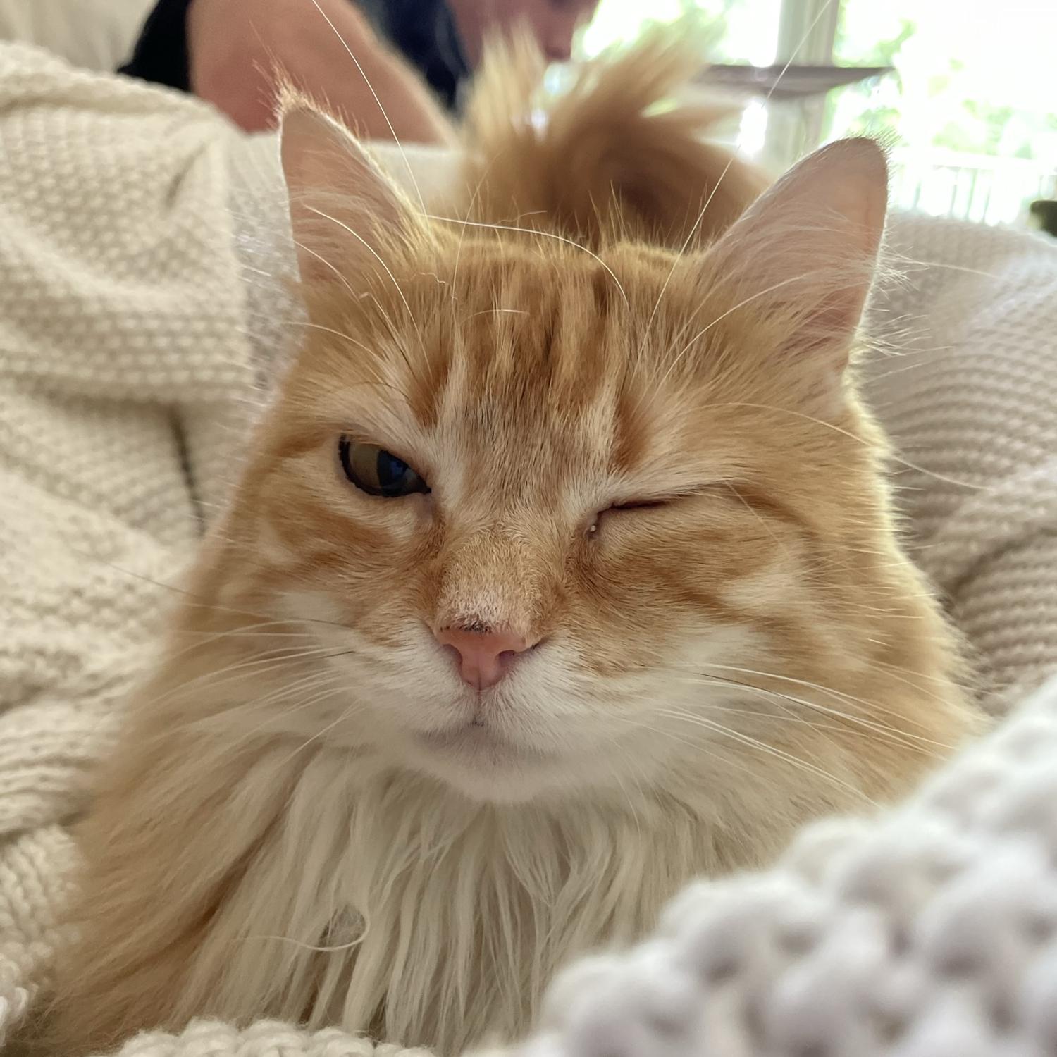 Our girl, Alice