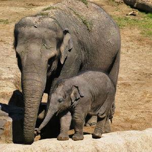 Thailand Elephant Sanctuary