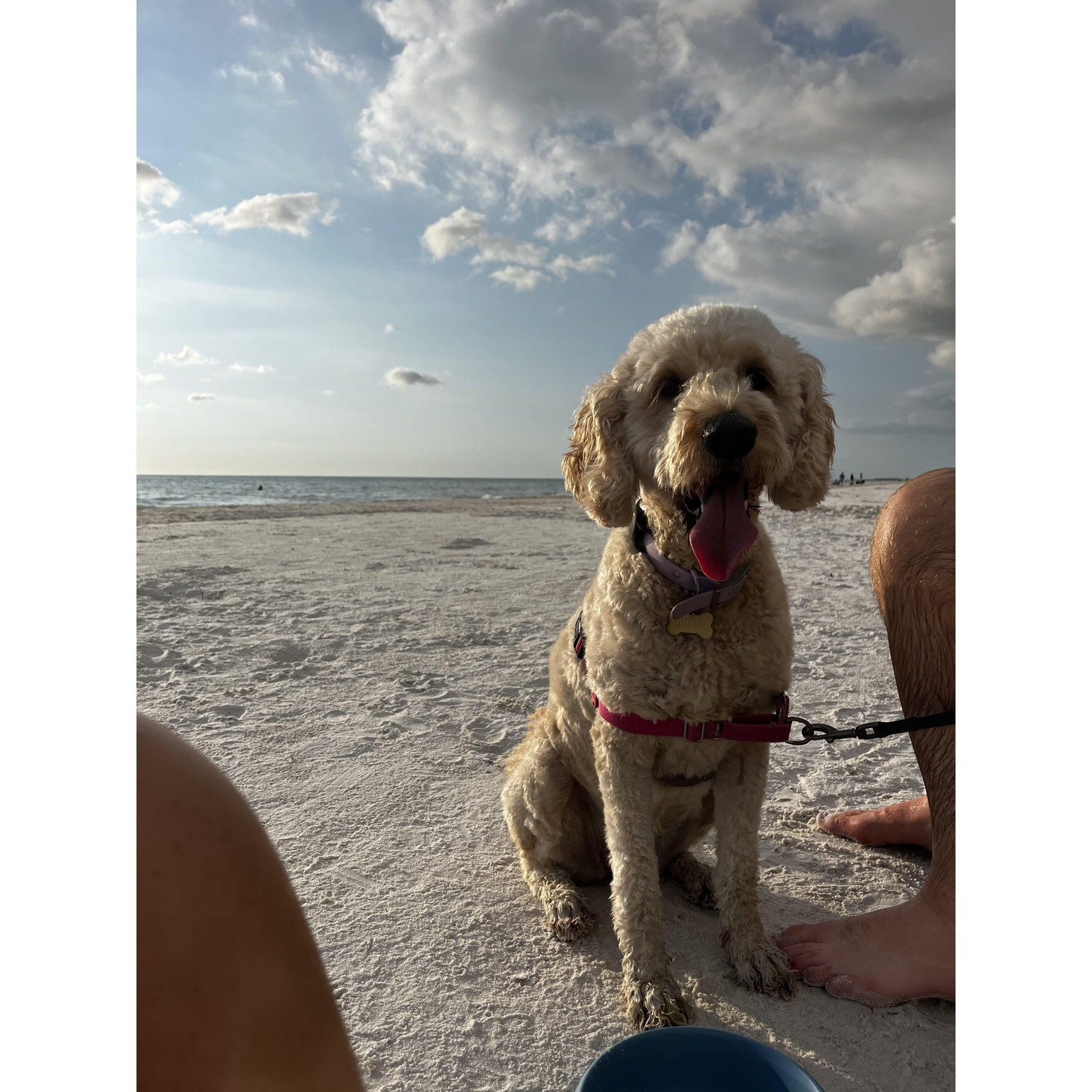 06.14.2024 - Quinn is our beach girl through and through! She also loves piña coladas and getting lost in the rain!