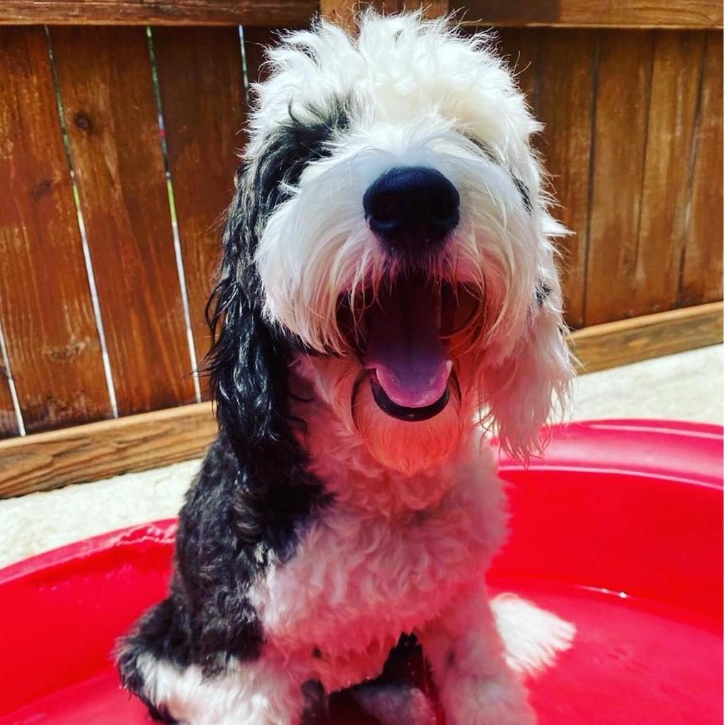 Roger, our fur child!