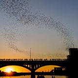 Congress Avenue Bridge