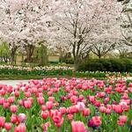 The Dallas Arboretum and Botanical Garden