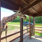 Safari Lake Geneva (online reservations required)