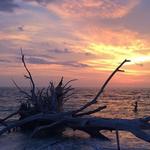 Tree Beach