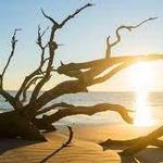 Driftwood Beach