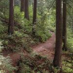 Redwood Observation Deck