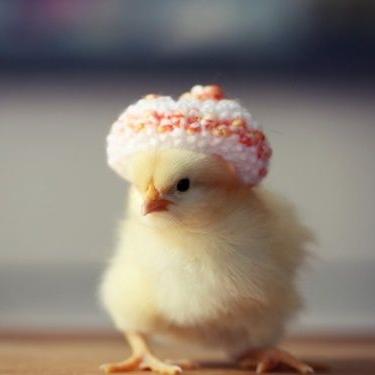 Sponsor a chicken and their crib