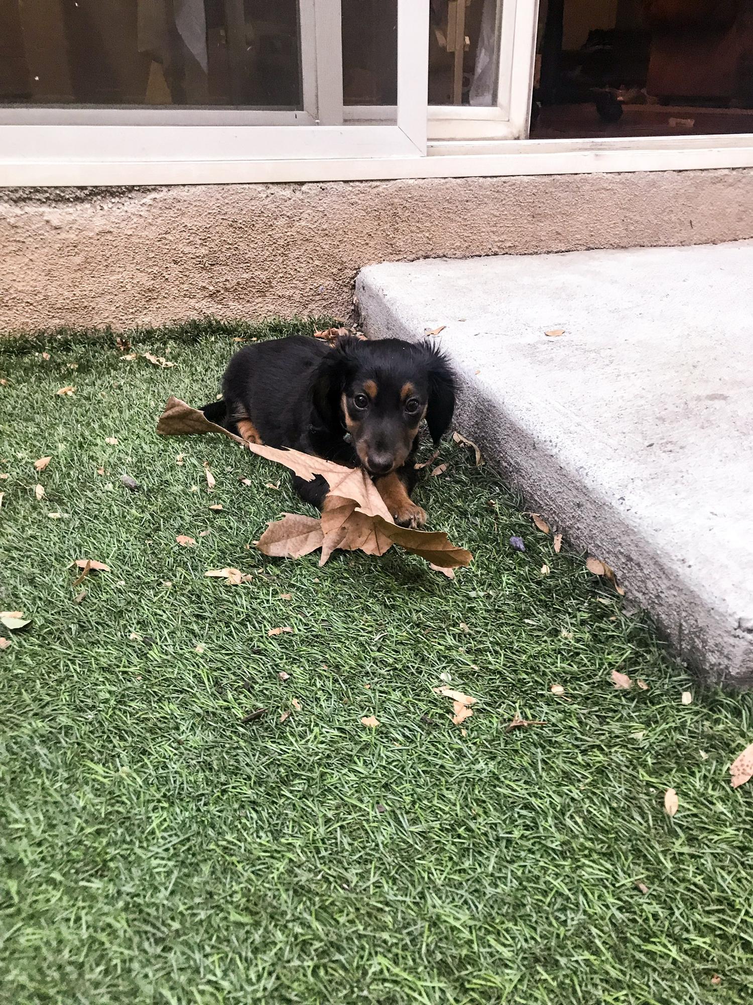 We got our first puppy, Nelly!