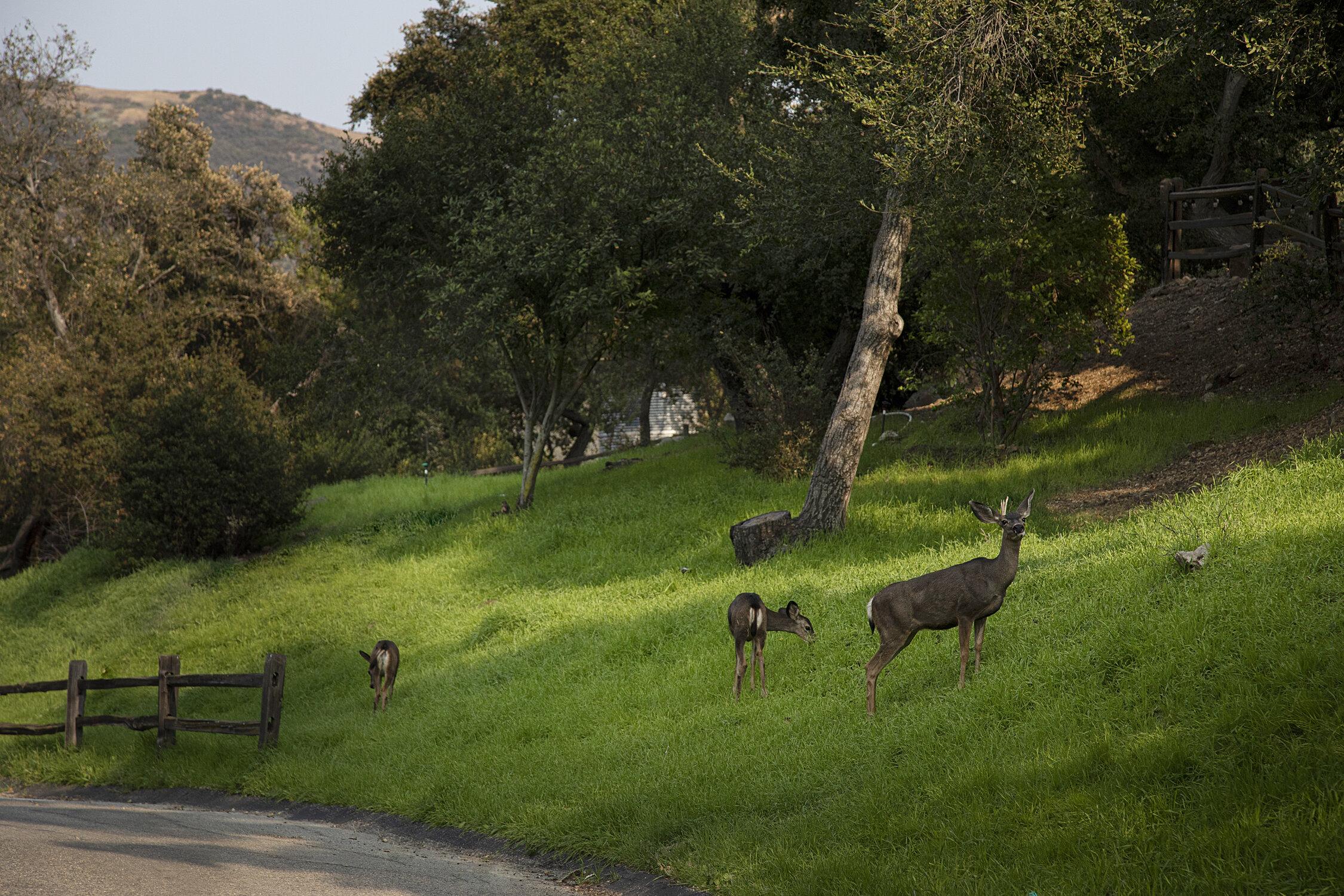 The Wedding Website of Lana Modyle and Henry Graham