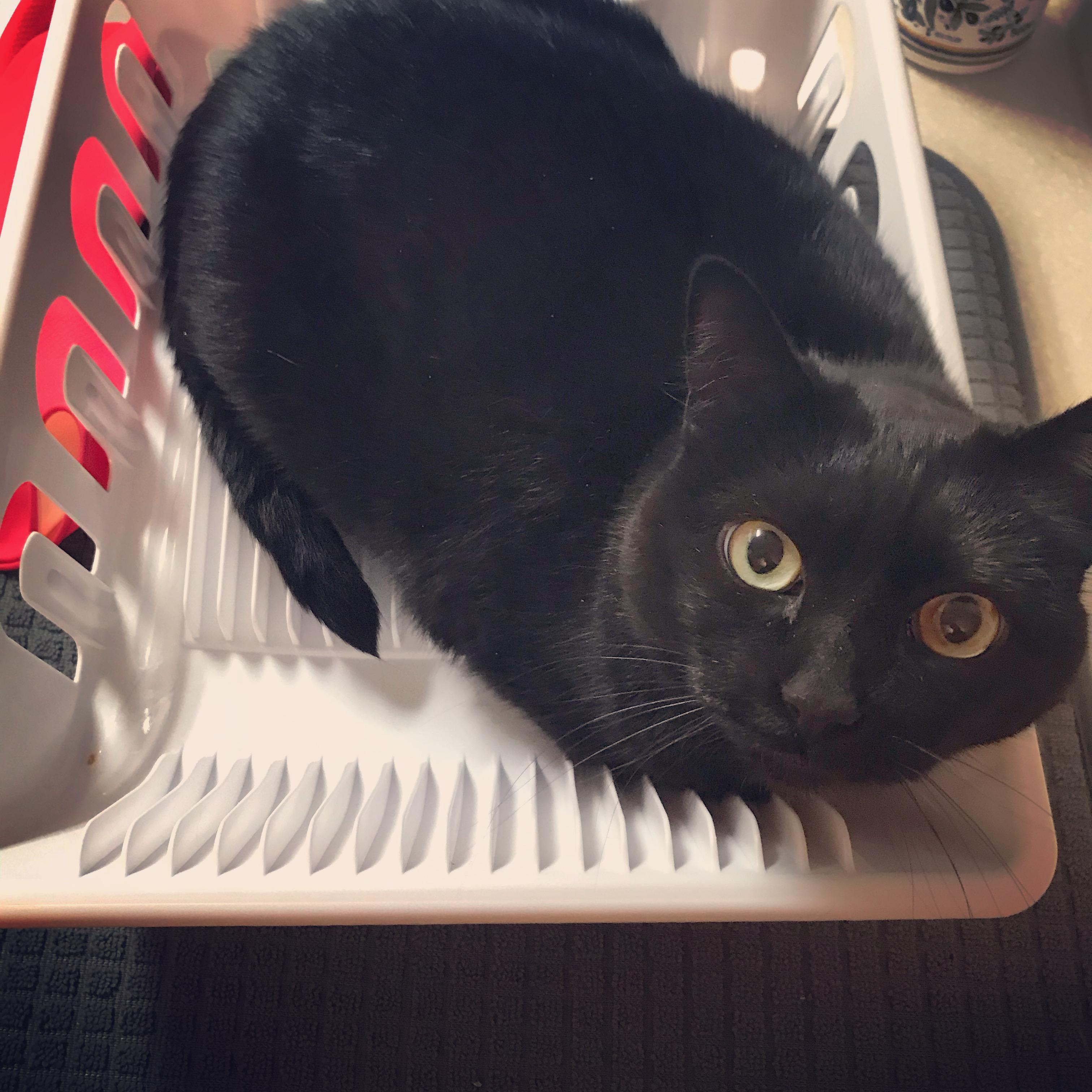 Our black cat Baloney