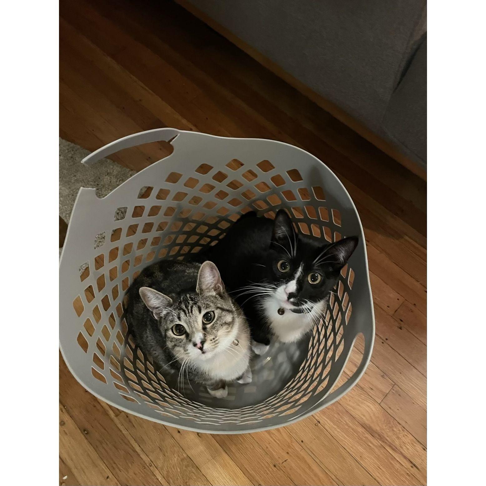 Our fur babies