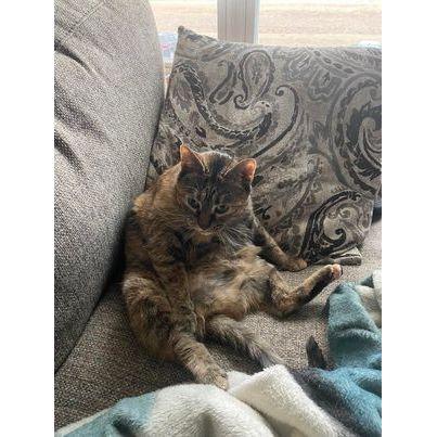 Lilith was adopted by Justin in 2019 from KC Pet Project. Lilith was a cat rescued from a house fire and is featured in one of KC Pet Project's videos on how to handle misbehaving cats.