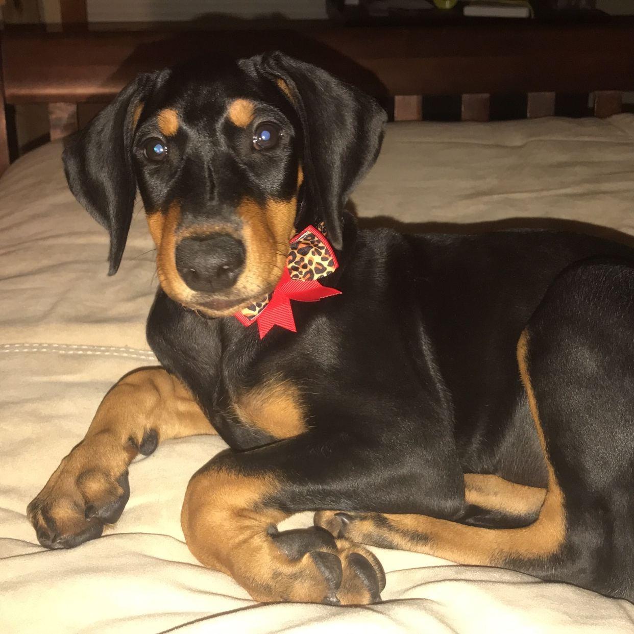 The day we got Abbie