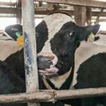 Kreider Farms