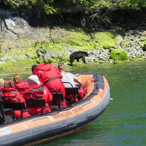 Tofino Bear Watching Tour